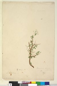 Página 42. Bursaria spinosa de John William Lewin