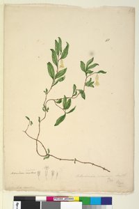 Página 43. Billardiera scandens de John William Lewin