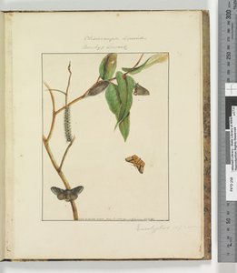 Página 47. Pl.12 Clisiocampa Lewinae Bombyx Lewinae