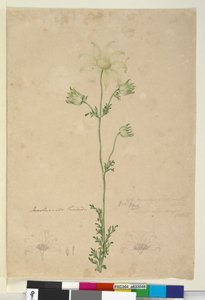 Página 48. Actinotus helianthi de John William Lewin