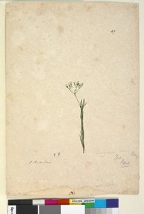 Página 49. Trachymene linearis