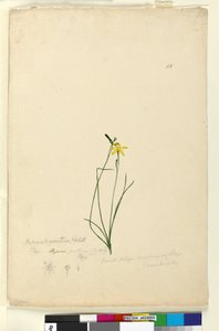 Página 55. Hypoxis hygrometrica