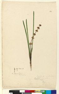 Página 62. Xerotes Lomandra multiflora de John William Lewin