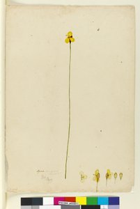 Página 6. Xyris operculata de John William Lewin