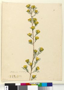 Página 71. Pultenaea linophylla de John William Lewin