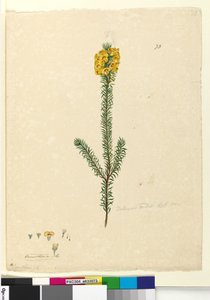 Página 73. Dillwynia rubis?, c.1803-06 de John William Lewin
