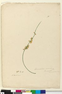 Página 75. Sphaerolobium vimineum