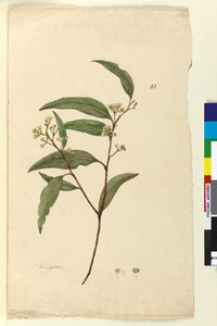 Página 83. Eucalyptus de John William Lewin