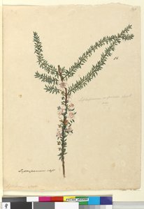 Página 86. Leptospermum scoparium de John William Lewin
