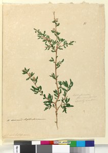 Página 88. Leptospermum flavescens de John William Lewin