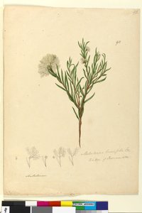 Página 92. Melaleuca linariifolia de John William Lewin