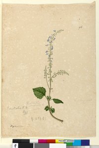 Página 96. Plectranthus australis de John William Lewin