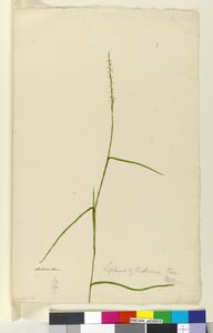Página 9. Lepturus cylindricus de John William Lewin