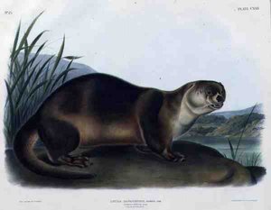Lutra Canadensis o Lataxina Mollis (Nutria de Canadá), lámina 122 de 