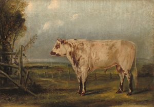 Un toro joven, c. 1849 de John Woodhouse Audubon