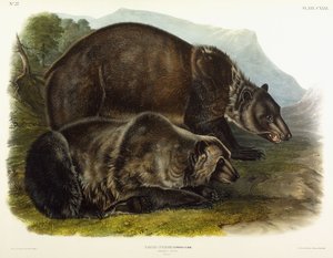 Oso grizzly macho, 1848 de John Woodhouse Audubon