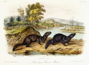 Visón de arroyo montañoso, c.1849-1854 de John Woodhouse Audubon