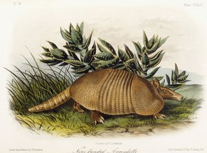 Armadillo de nueve bandas, 1849-1854 de John Woodhouse Audubon