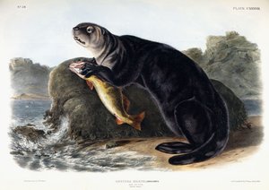 Nutria marina, macho joven, 1848 de John Woodhouse Audubon