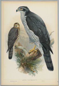 Astur Palumbarius - Azor, dibujado por J. Wolf, grabado por H. C. Richter de John after Gould
