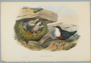 Cinclus Aquaticus - Mirlo Acuático, grabado por H. C. Richter de John after Gould