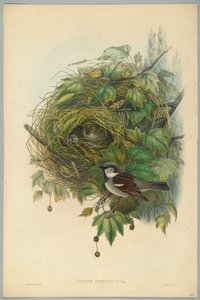 Passer Domesticus - Gorrión Común, grabado por H. C. Richter de John after Gould