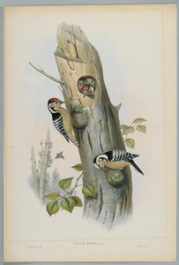 Picus Minor - Pito Real Menor, grabado por H. C. Richter de John after Gould
