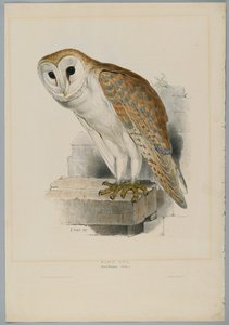Strix Flammea - Lechuza Común de John after Gould