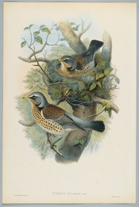 Turdus Pilarus - Zorzal Real, grabado por H. C. Richter de John after Gould