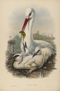 Imagen Desconocida de John after Gould