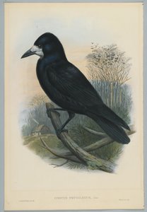 Imagen Desconocida de John after Gould