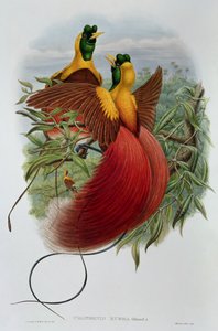 Uranornis Rubra de John and Hart, William Gould
