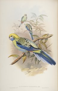 Platycerus cyanogenus, de The Birds of Australia por John Gould, 1840 de John and Richter Gould