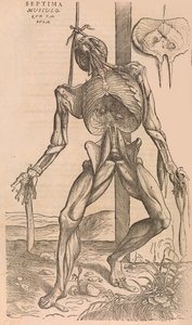 De humani corporis fabrica De la estructura del cuerpo humano