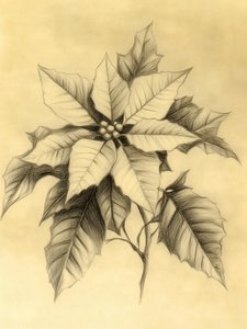 Elegante dibujo de una flor de pascua de Jolly and Dash