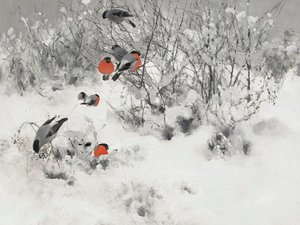 Camachuelos rojos en la nieve de Jolly and Dash