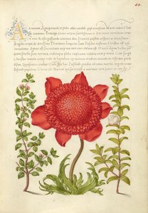 Albahaca Tomillo, Amapola Anémona y Mirto de Joris Hoefnagel
