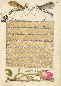 Mosca de la grulla, insecto y rosa francesa