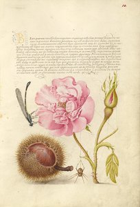 Caballito del diablo, rosa francesa, castaño español y araña de Joris Hoefnagel