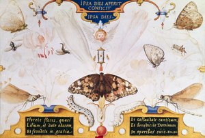 Díptico con flores e insectos, 1591 de Joris Hoefnagel