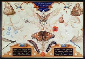 Díptico con flores e insectos, 1591 de Joris Hoefnagel