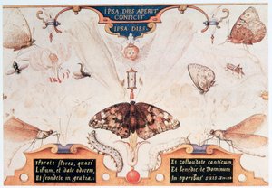 Díptico con flores e insectos, 1591 de Joris Hoefnagel