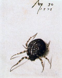 Araña hembra, 1578 de Joris Hoefnagel
