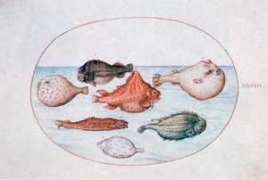 Pez, siglo XVI de Joris Hoefnagel