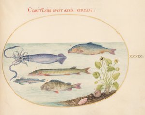 Peces, c.1575-80 de Joris Hoefnagel