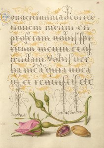 Rosa francesa y pistacho de Joris Hoefnagel