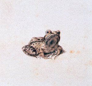 Rana Verde de Joris Hoefnagel