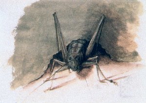 Saltamontes verde, siglo XVI de Joris Hoefnagel