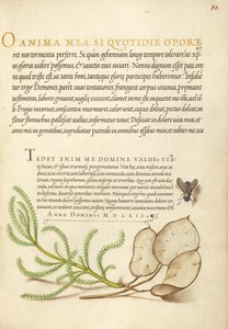 Mosca doméstica, algodón de lavanda y planta del dinero de Joris Hoefnagel