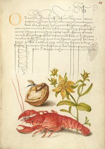 Insecto, nogal inglés, hierba de San Juan y cangrejo de río de Joris Hoefnagel
